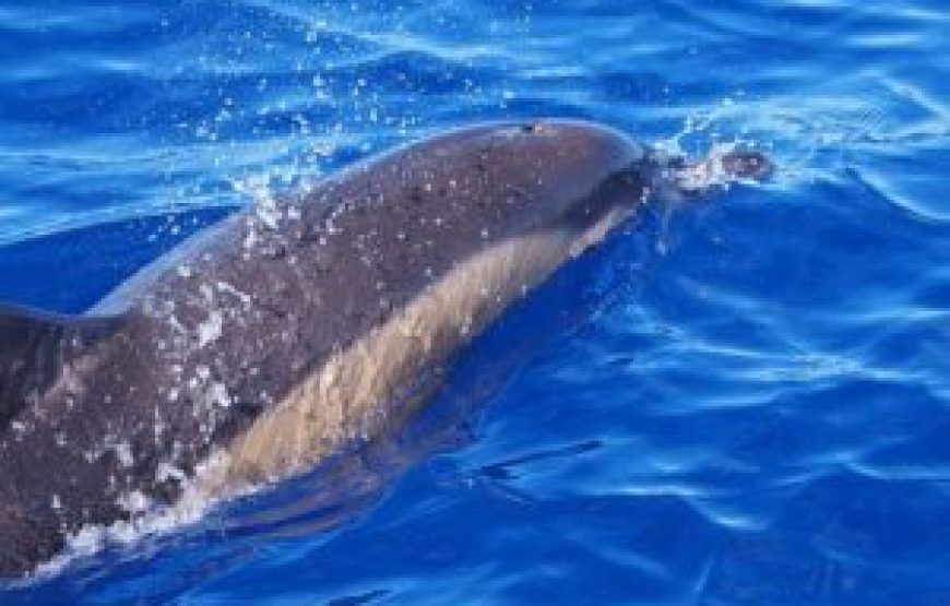 Observation des dauphins