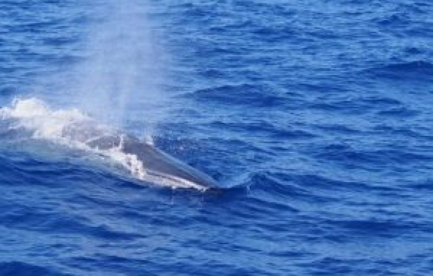 Observation des dauphins