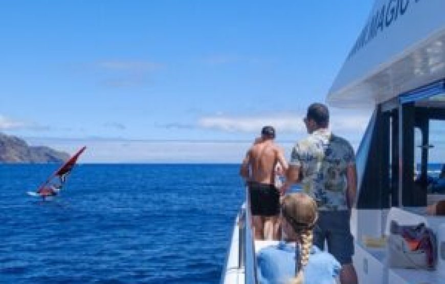 Observation des dauphins