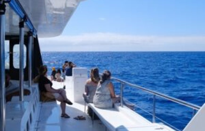 Observation des dauphins