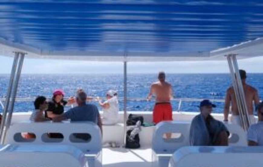 Observation des dauphins