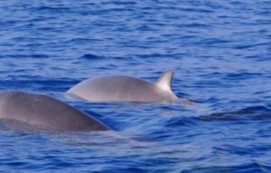 Observation des dauphins